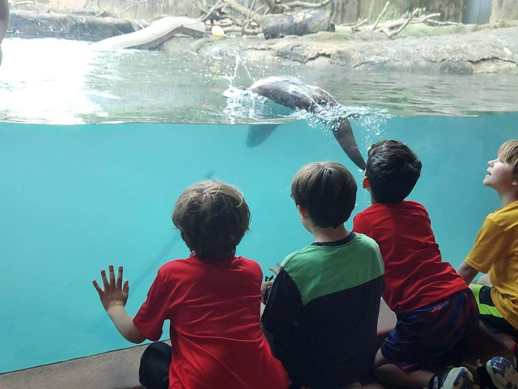 students watching otter