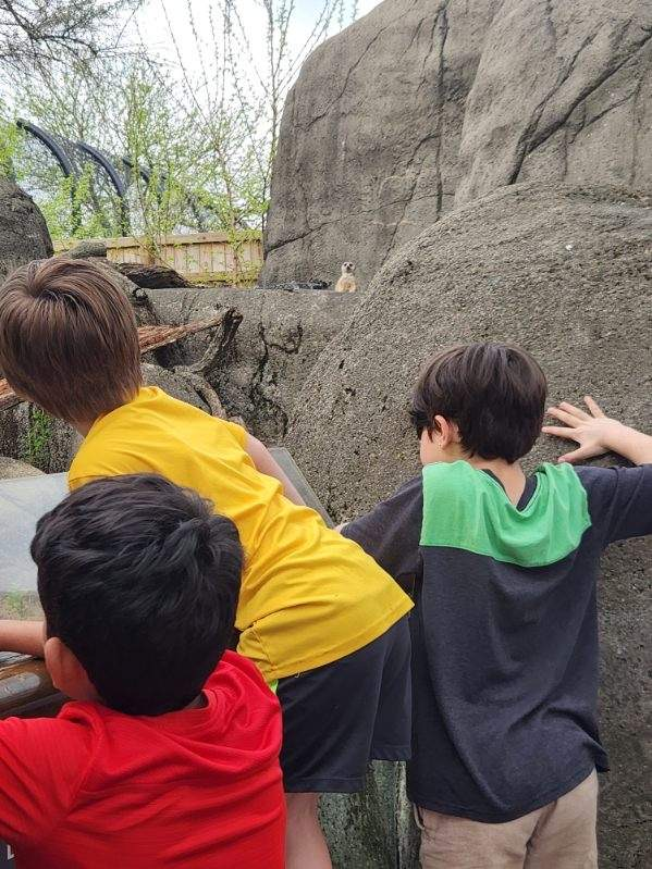 students looking at meerkat 