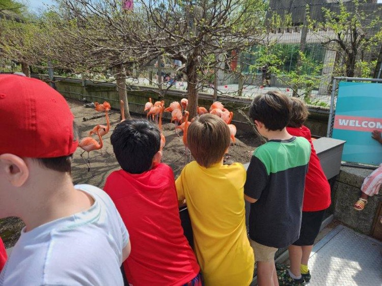 students looking at pink flamingos