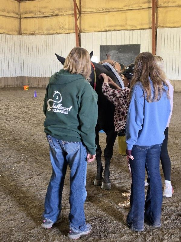 student brushing horse