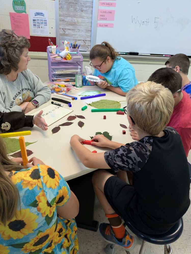students measuring leaves