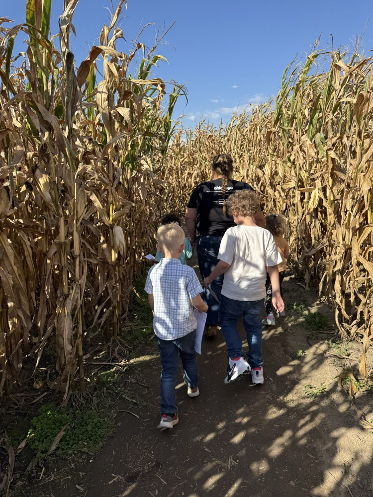 students walking through corn maze