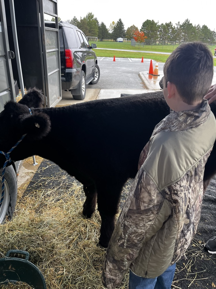 student petting cow