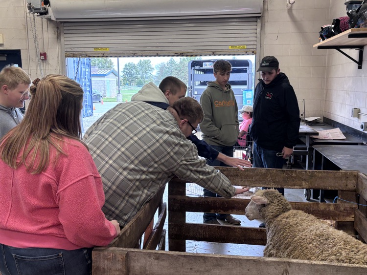 student petting sheep