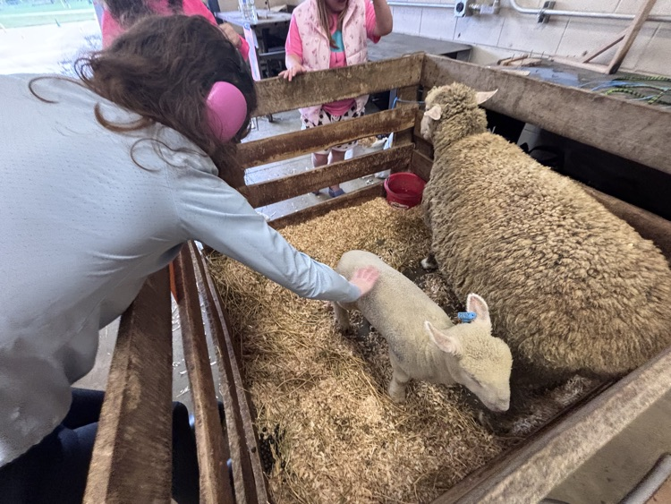 student petting sheep
