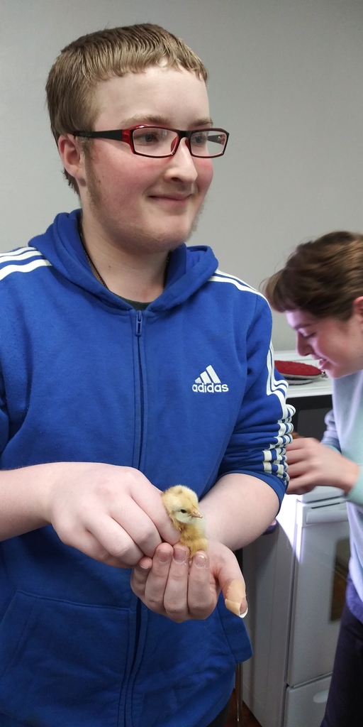 Chicks at HHS