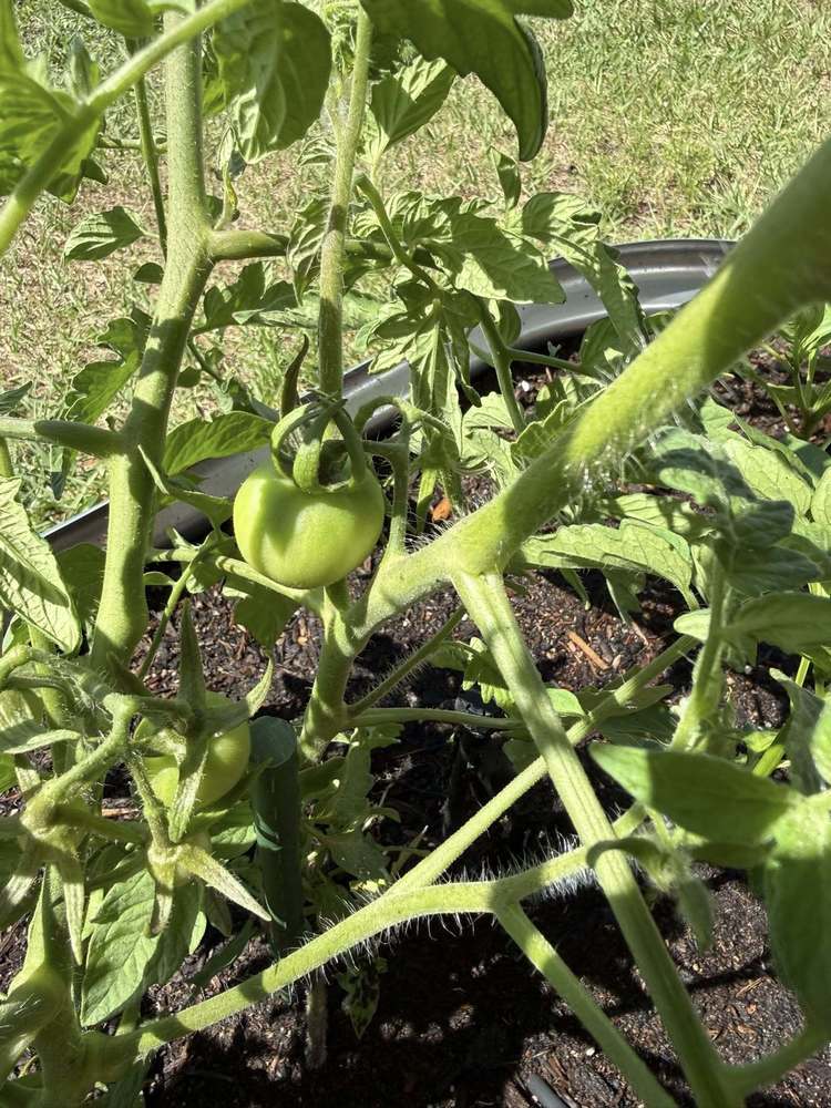 a growing tomato plant