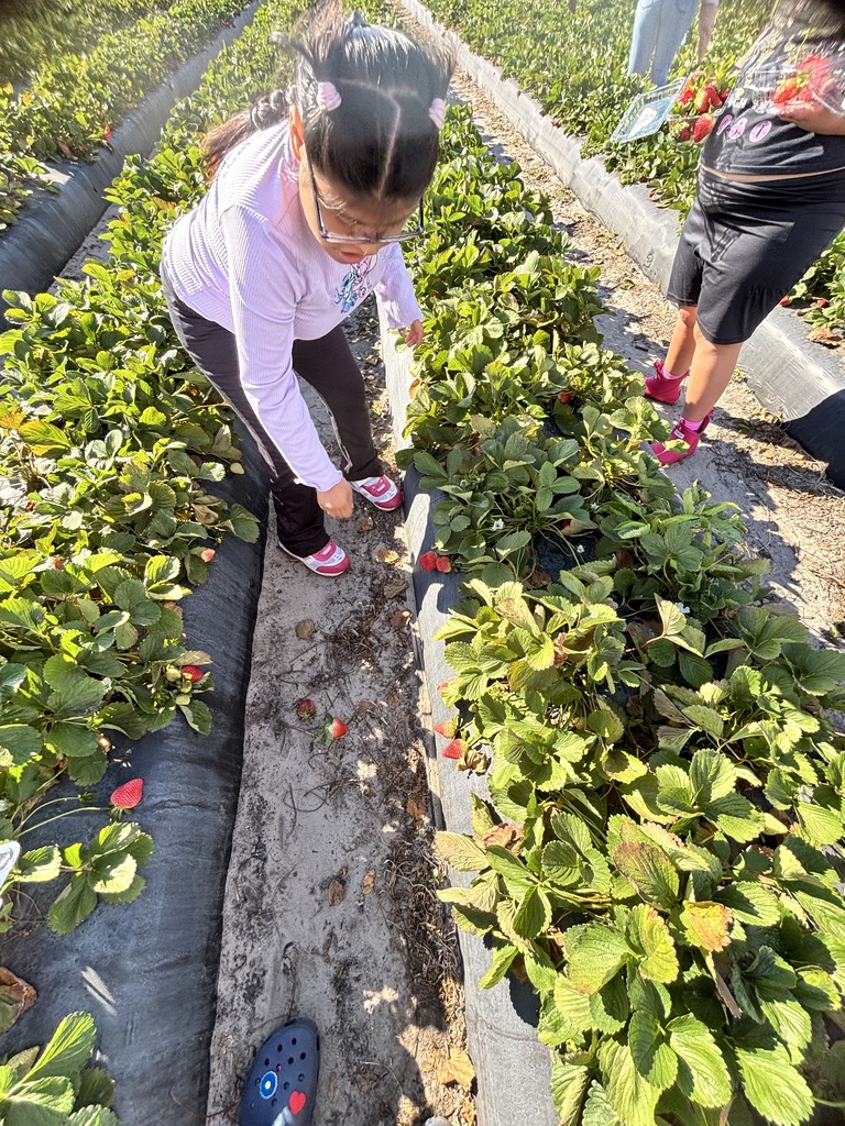 Strawberry Field Trip