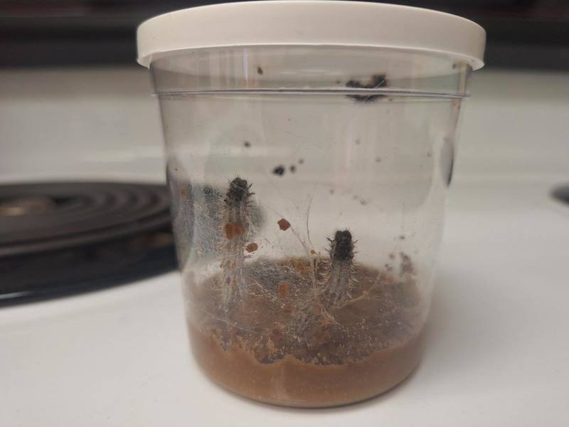 caterpillars in a jar