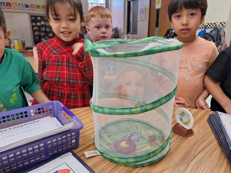 students looking at a butterfly enclosure