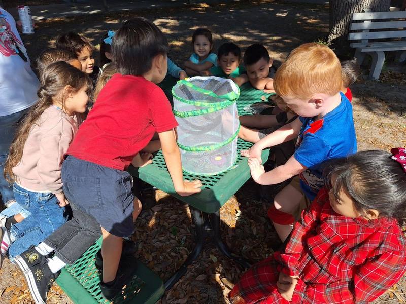students looking into a butterfly encloser