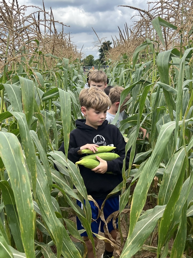 corn