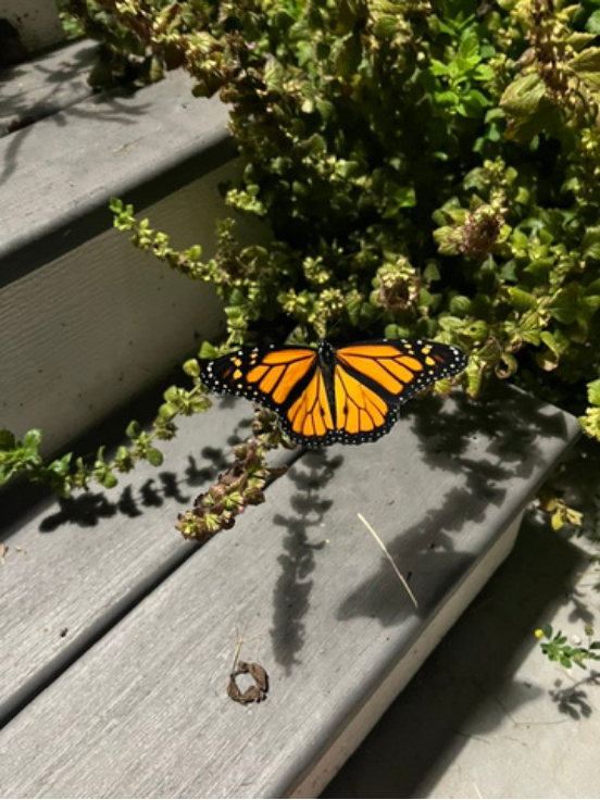 Butterfly