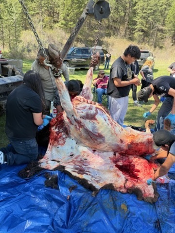 Skinning the buffalo 
