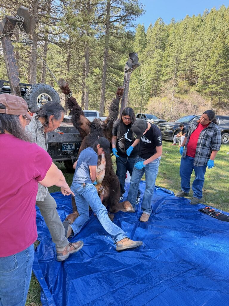 Skinning the buffalo 