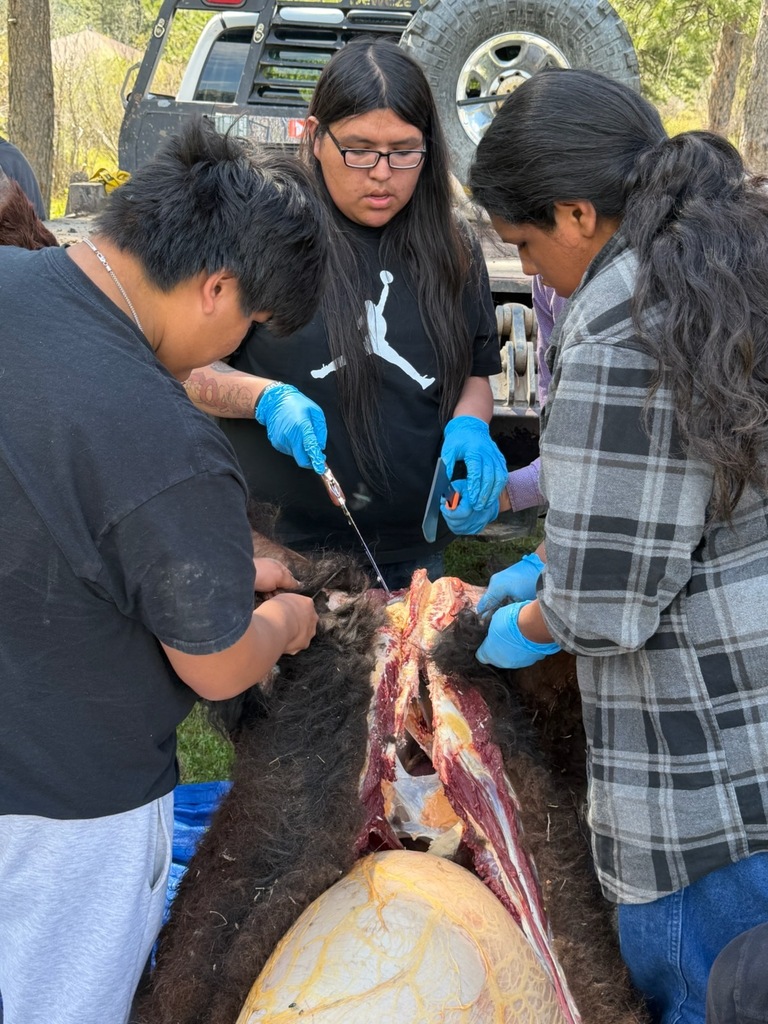 Skinning the buffalo 