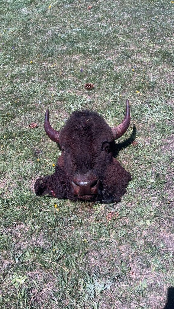 Buffalo Head 