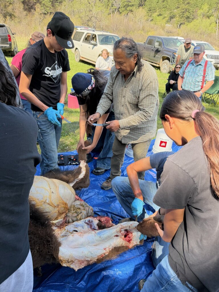 Skinning the buffalo 