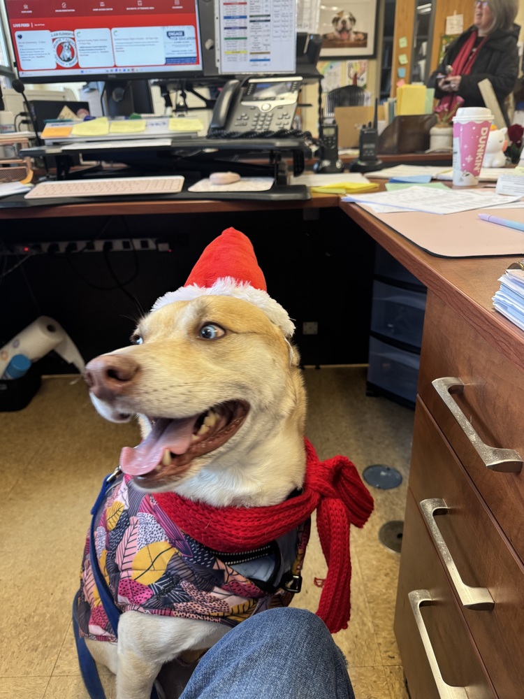 Bear the therapy dog visit