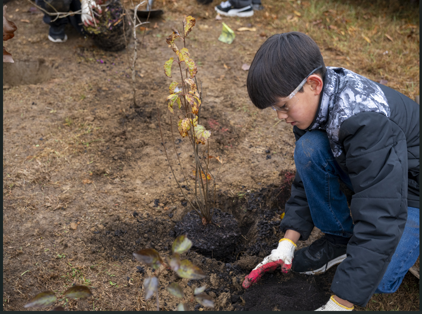 This tree planting was made possible through funding from Chesapeake Bay Trust and DNR’s 5 Million Trees for Maryland Program under an Urban Trees Grant.