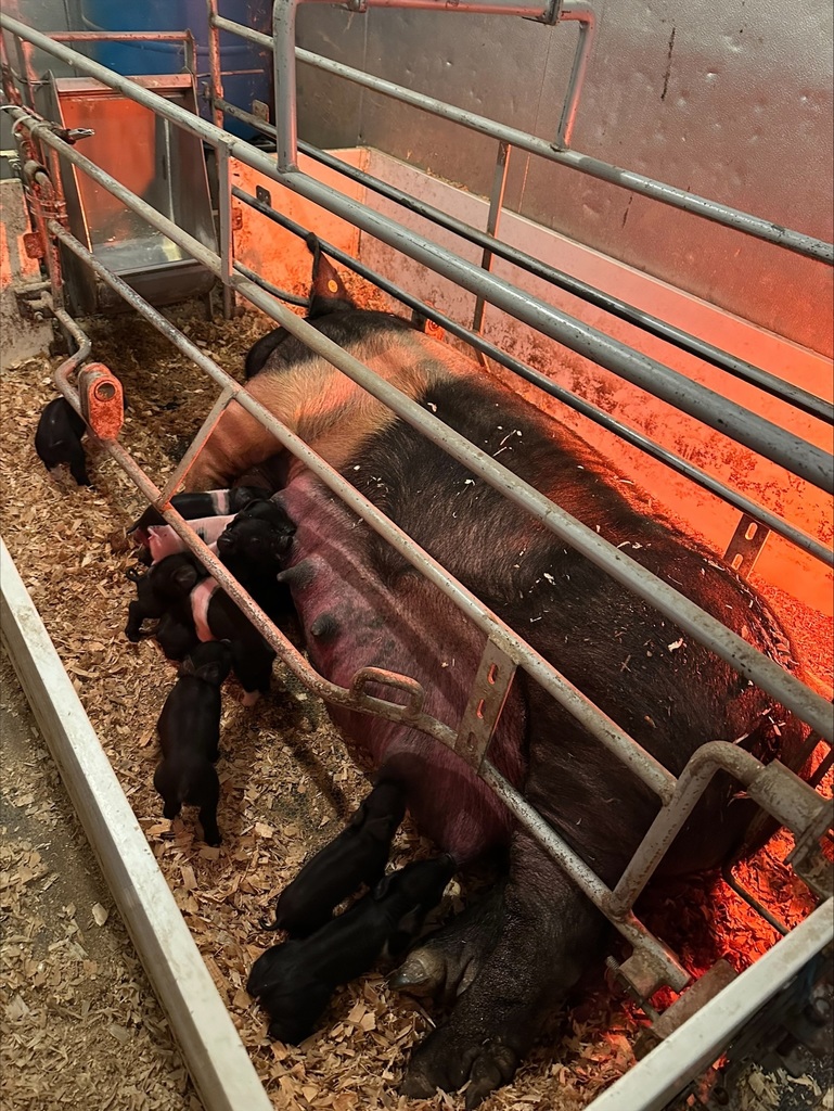 Pig with piglets