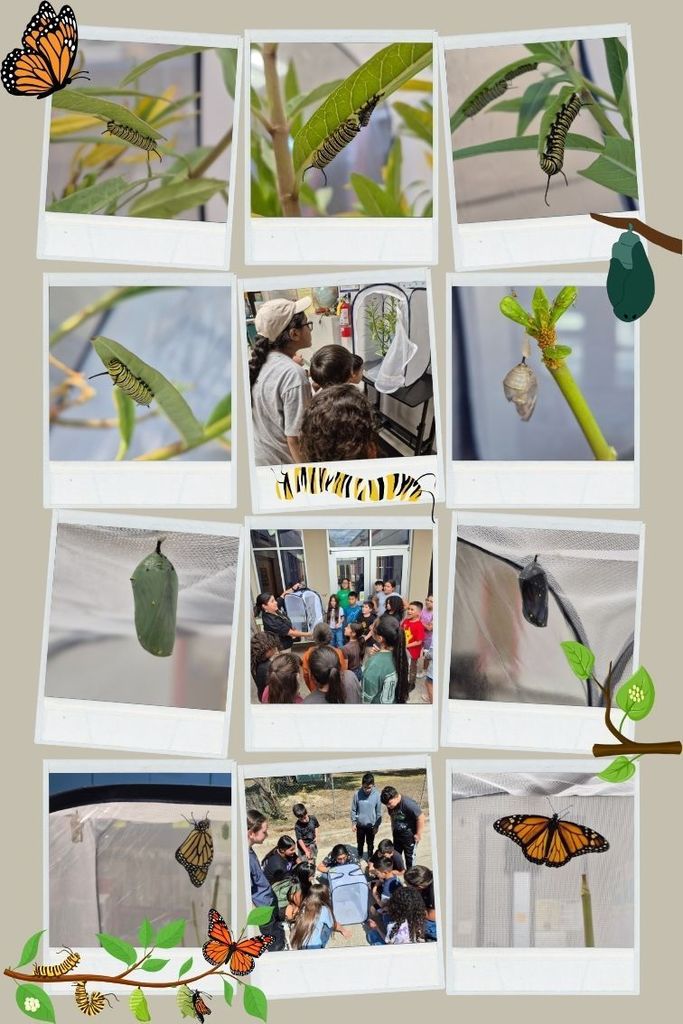 Garden Club Butterfly