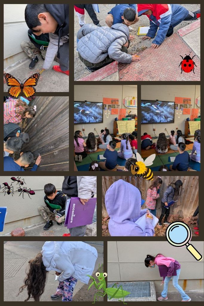 Rodriguez's Insect Hunt