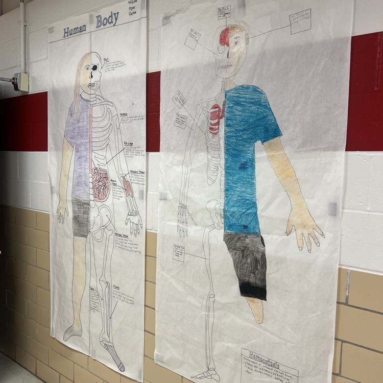 Ms. Bass’s 7th grade life science class designed human anatomy projects that blend the skeletal system with creative elements. Rather than labeling every part of the body, we explored a different way to understand and represent human anatomy.