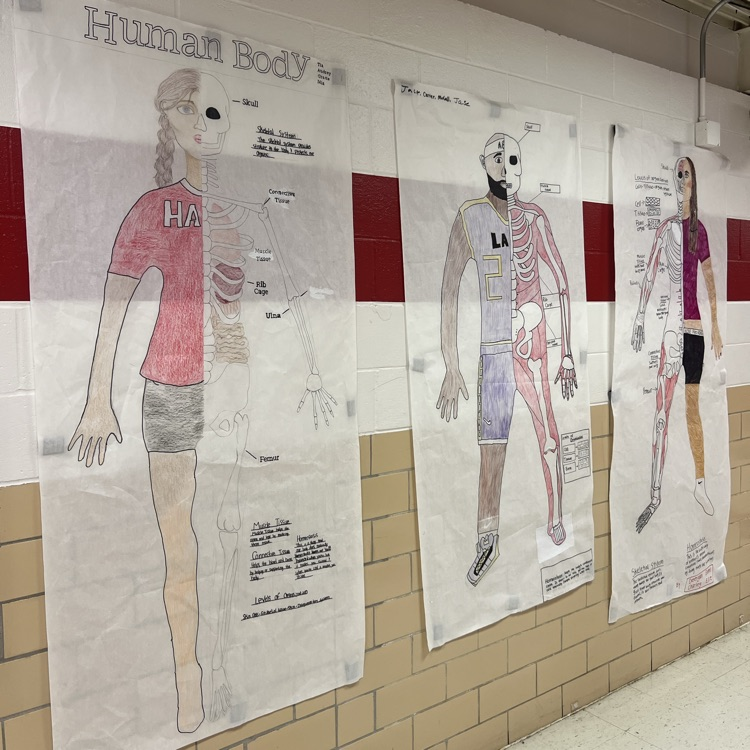 Ms. Bass’s 7th grade life science class created human anatomy projects, combining skeletal structures with creative designs. Instead of labeling every body part, we focused on a different approach to learning and representation.