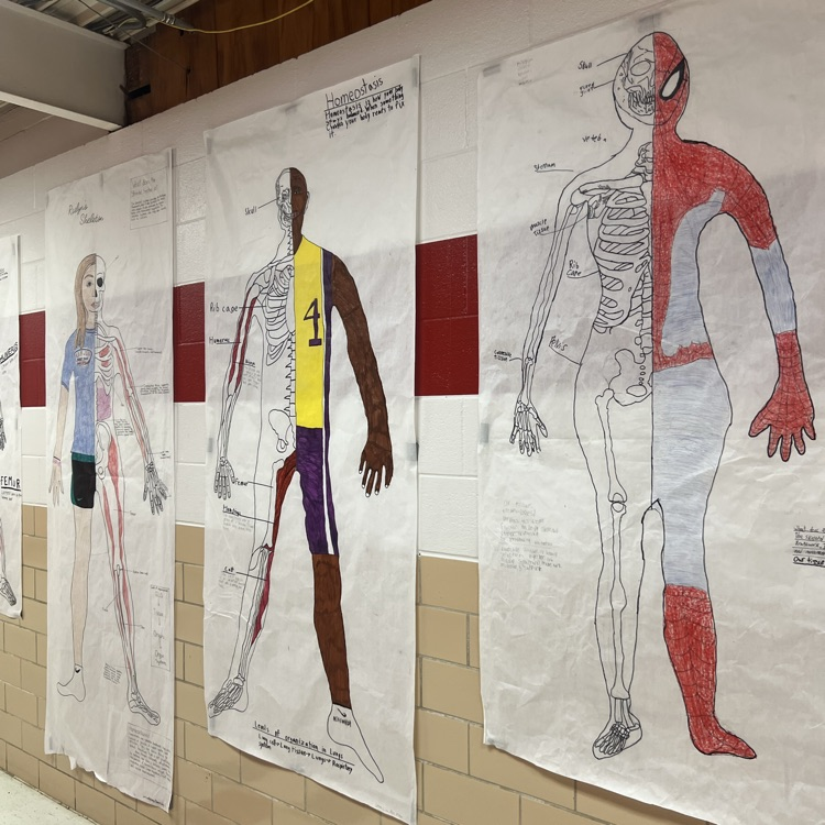 Ms. Bass’s 7th grade life science class created human anatomy projects, combining skeletal structures with creative designs. Instead of labeling every body part, we focused on a different approach to learning and representation.