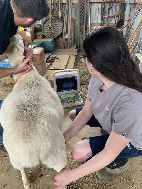 South Harrison FFA South Harrison FFA