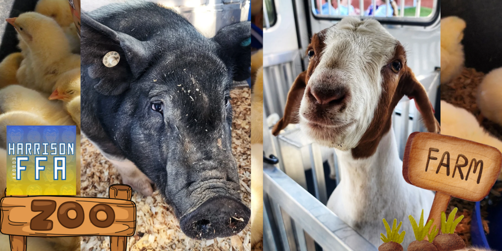 petting zoo animials