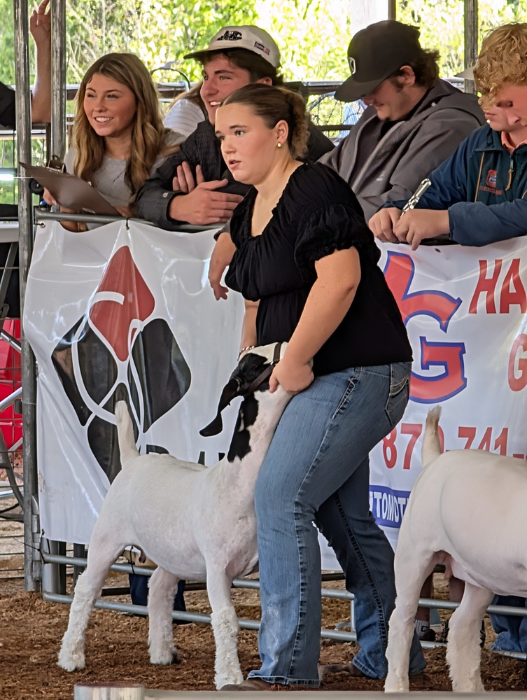 Students showing animals at Boone County Fair