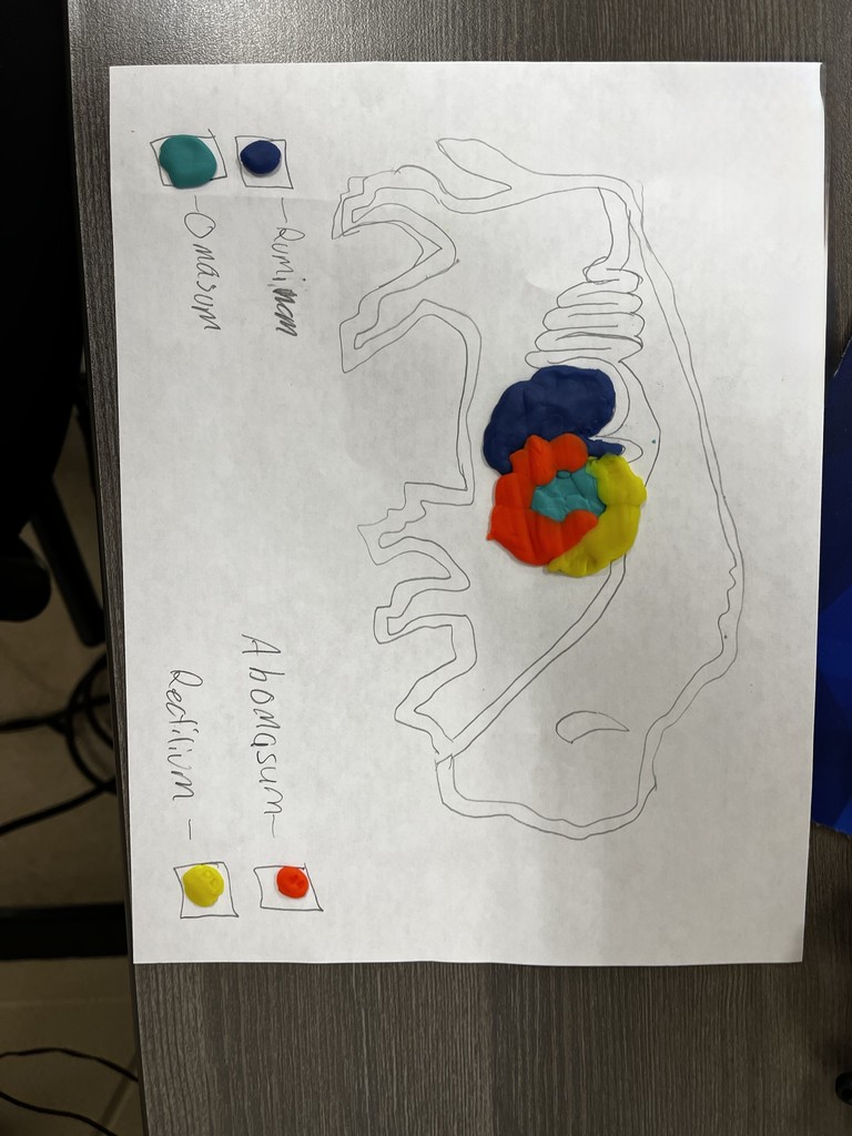 👩‍🌾🐄 Hands-on Learning in Intro to Agriculture!  Mr. Jennings’ students got creative while studying the ruminant digestive system. Using colorful play dough, they built models to better understand the four parts of the ruminants digestive tract. A fun (and messy!) way to bring science to life! 🌾✨