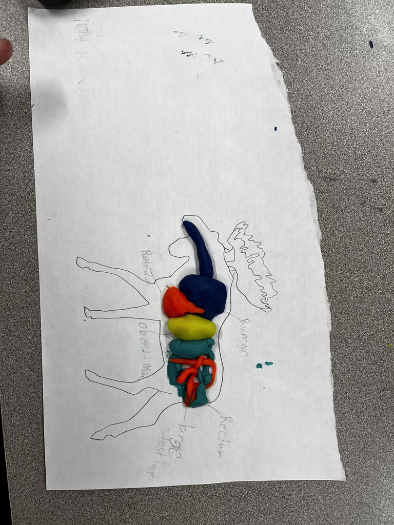 👩‍🌾🐄 Hands-on Learning in Intro to Agriculture!  Mr. Jennings’ students got creative while studying the ruminant digestive system. Using colorful play dough, they built models to better understand the four parts of the ruminants digestive tract. A fun (and messy!) way to bring science to life! 🌾✨