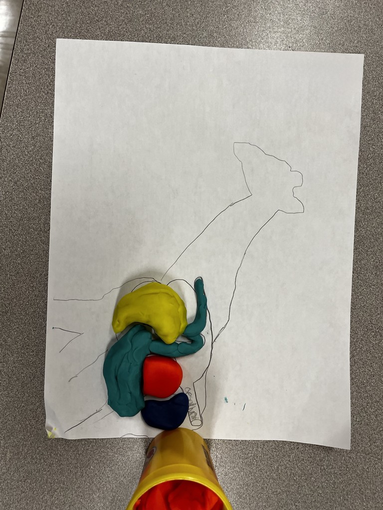 👩‍🌾🐄 Hands-on Learning in Intro to Agriculture!  Mr. Jennings’ students got creative while studying the ruminant digestive system. Using colorful play dough, they built models to better understand the four parts of the ruminants digestive tract. A fun (and messy!) way to bring science to life! 🌾✨
