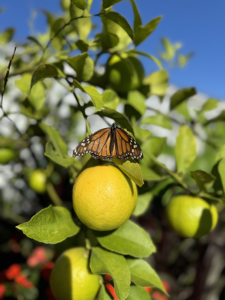 HMS 8th graders visited College of the Ozarks today! 🎓✨   HMS 8th grade students toured College of the Ozarks today to explore careers in the hospitality industry. In addition to touring the campus, students had a behind-the-scenes view of the kitchen, dairy farm, mill, and greenhouse. 🌾🥛🍴🌱   #HarrisonMiddleSchoolGoblins 🐉💛💙 #HMS8thGrade 🎓 #CTE 🛠️ #FutureReady 🚀 #CareerExploration 🔎