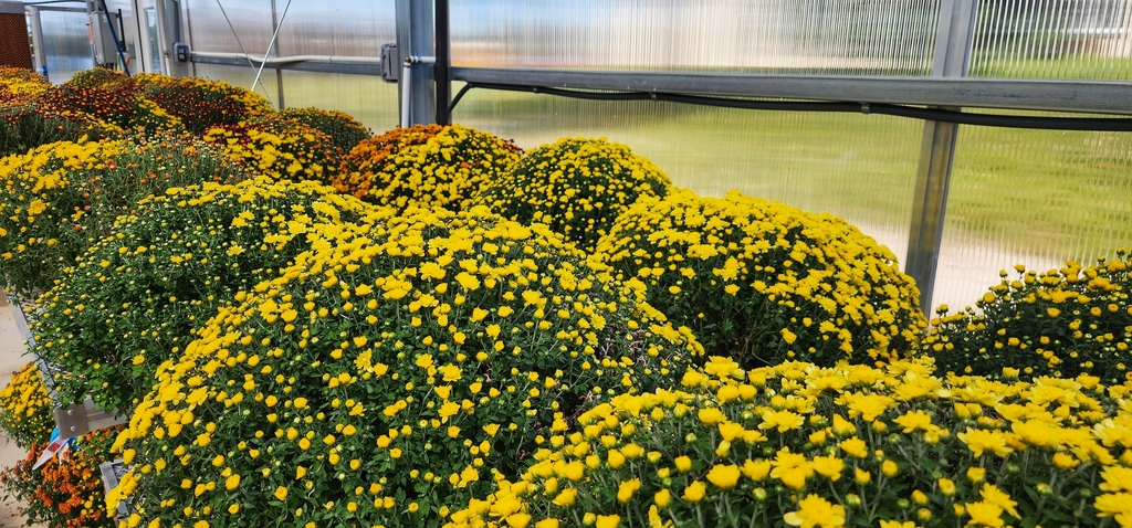 FFA Mums ready for the sale