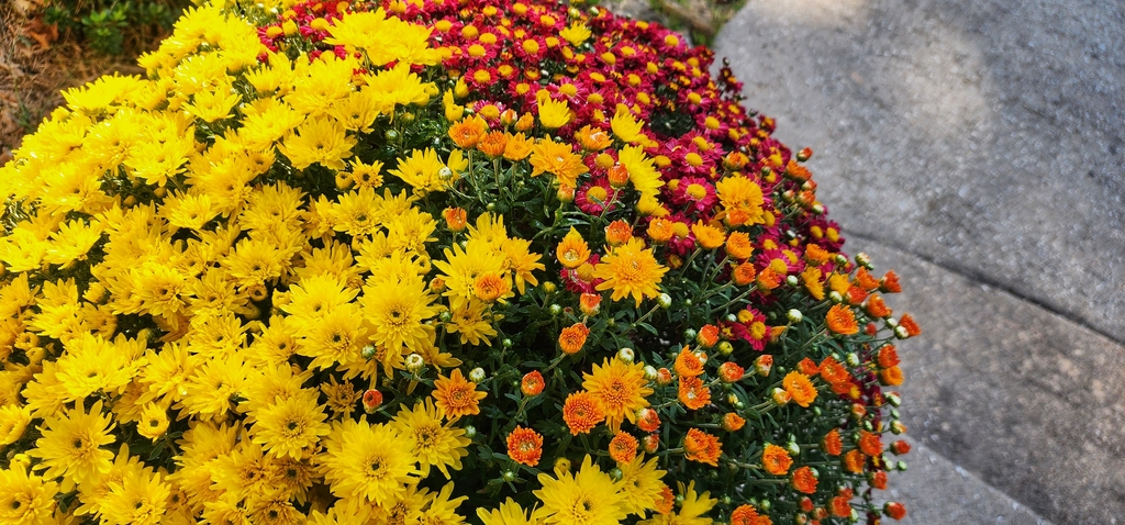 fall mums