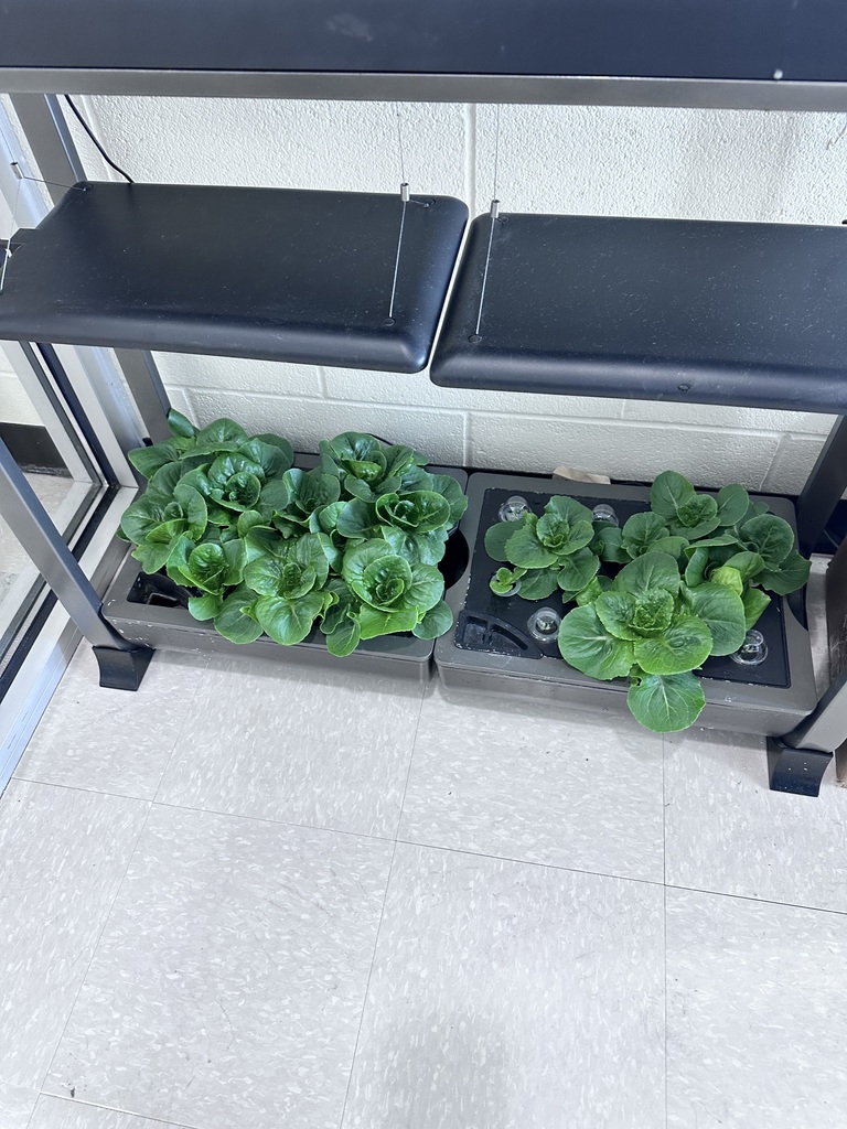 Reed, Dallas, and Jagger have successfully learned how to grow lettuce using our new hydroponics tower. The tower was funded by the Harrison Foundation to provide hands-on learning opportunities for our students. Through collaboration between Mrs. Benton’s Accelerated Language Arts class and Mrs. Beardsley’s EAST class, students are applying problem-solving skills and working together to manage the system and monitor plant growth. The boys are also stepping into leadership roles by teaching younger students about hydroponics and how to build their own system using recycled materials. This week, they will be planting tomatoes, cucumbers, cilantro, and peppers. Stay tuned for updates as their project continues to grow.
