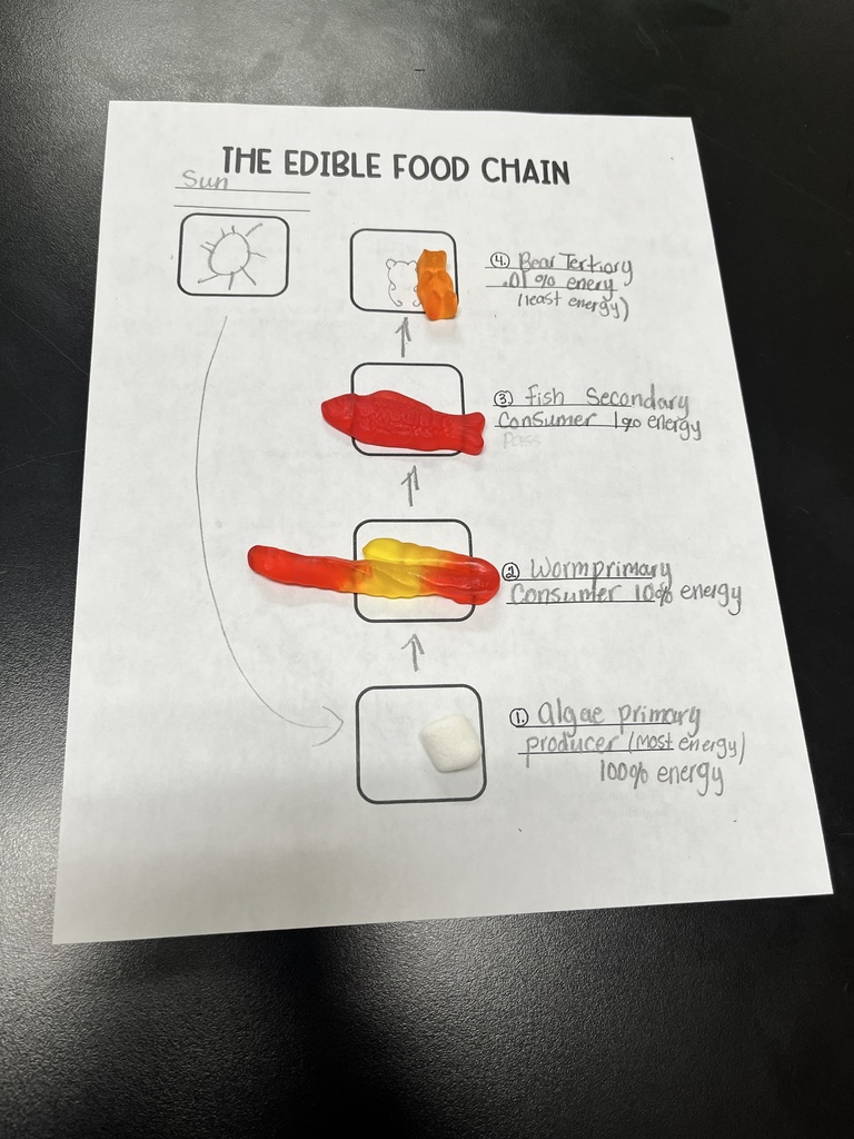 Mrs. Bryant’s 7th grade science classes recently completed an edible food chain lab using candy and marshmallows to model how energy flows through an ecosystem.  Students worked in groups to build food chains, with each type of candy representing a different trophic level in the energy pyramid. For example, some candies represented producers (plants), while others represented primary consumers, secondary consumers, and tertiary consumers.  As students built their food chains, they discussed how energy moves from the sun to producers and then to consumers. The marshmallows and candies helped visually demonstrate how energy decreases as it moves up each trophic level.