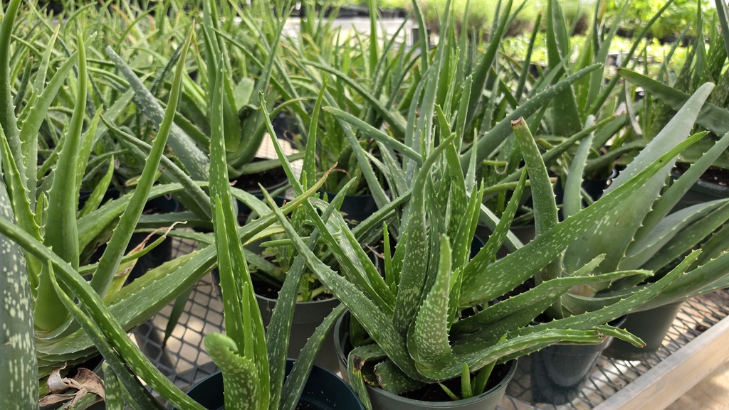 aloe vera plants