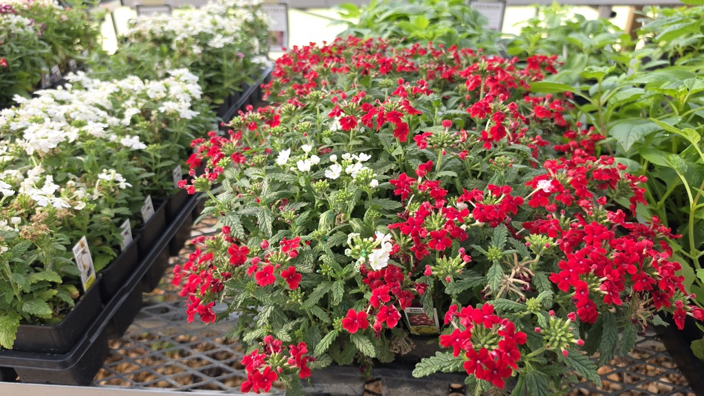 flowering plants