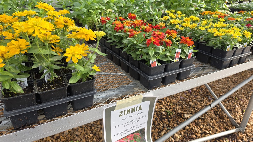zinnas