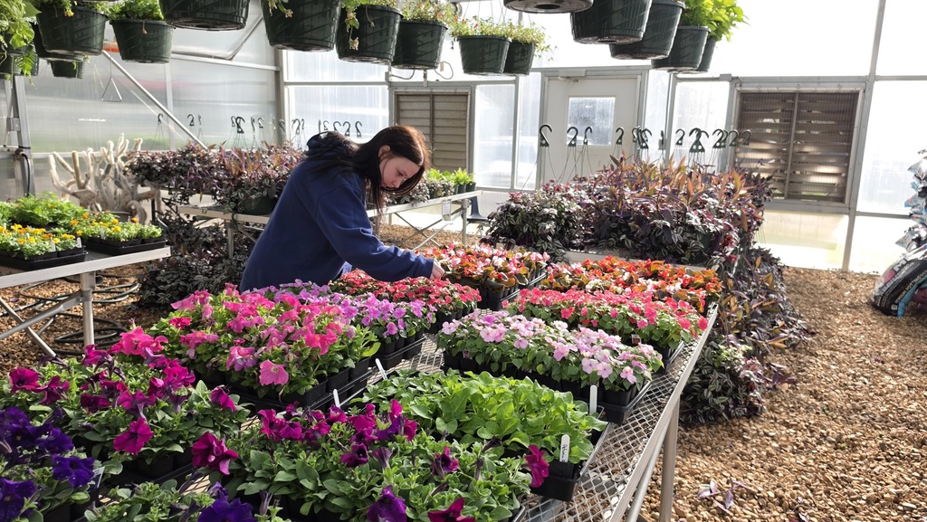 student working in greenhouse
