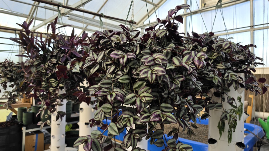hanging baskets