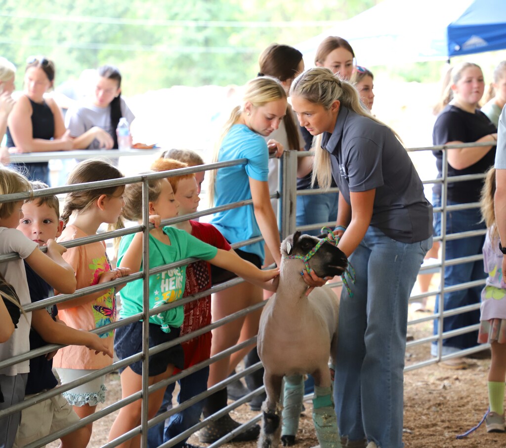 A high school FFA student in a gray polo shirt holding a sheep on a halter so young elementary students leaning over a fence can pet its back.
