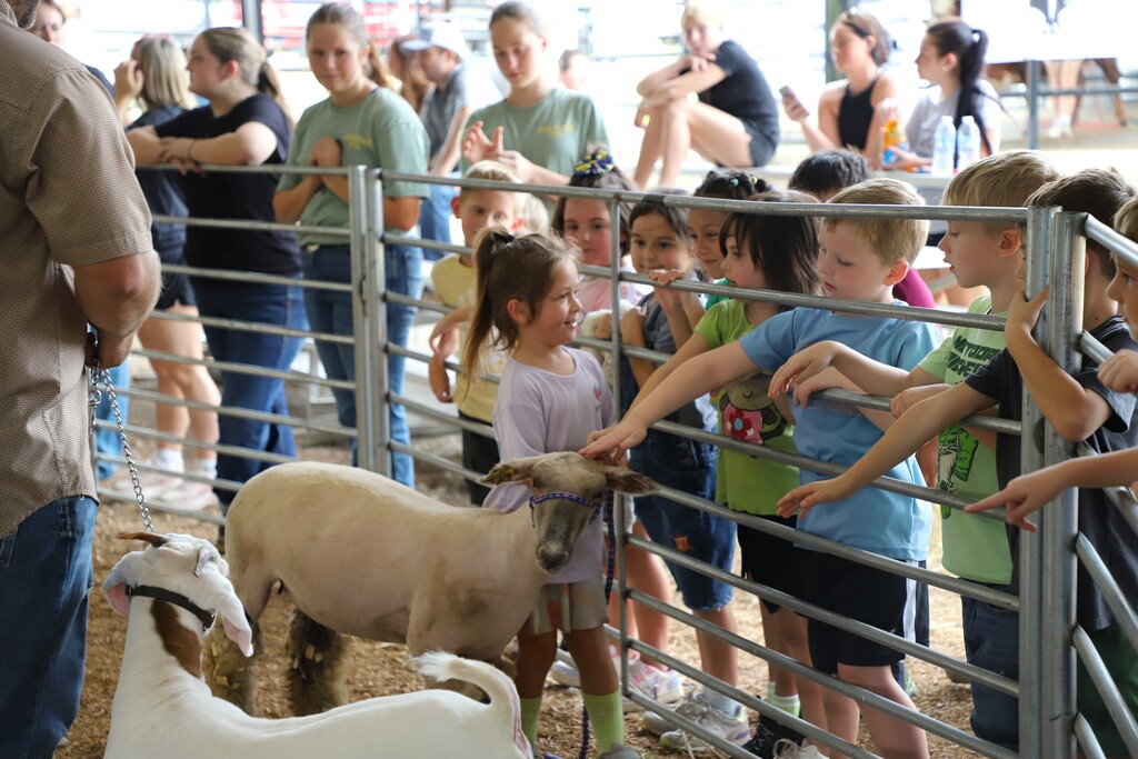 ementary students lined up along a metal fence inside a livestock arena, watching and reaching out to gently pet a small sheep standing inside the ring.