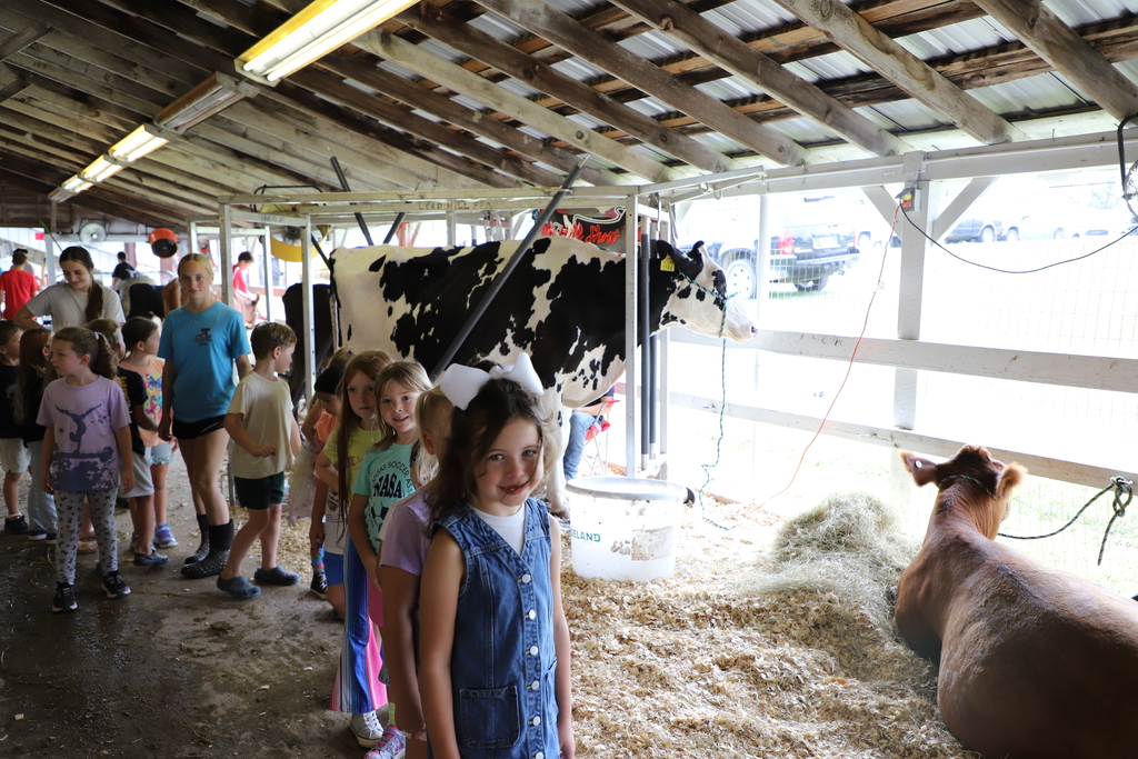 Elementary school students walking in a single-file line down a wooden livestock barn aisle at the fair, passing a large black-and-white Holstein cow standing in a grooming chute and a brown calf resting on wood shavings.