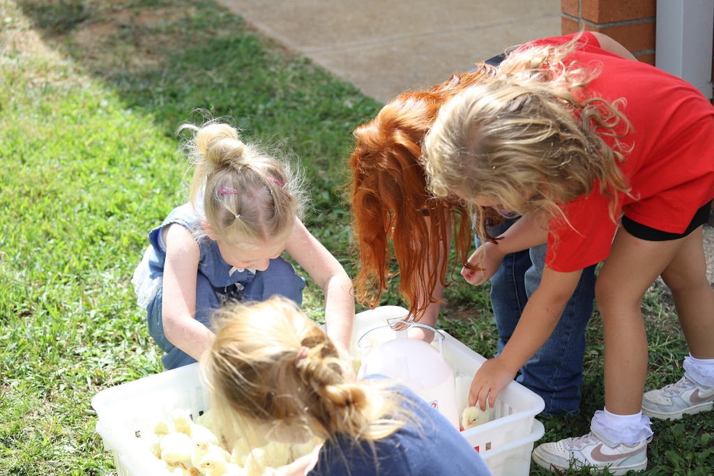 Three young girls leaning over a white crate, carefully reaching in to gently pet fluffy yellow baby chicks.